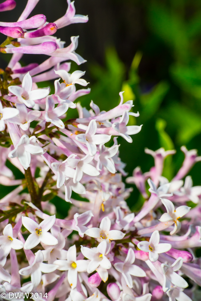 Lilac (1 of 1).jpg