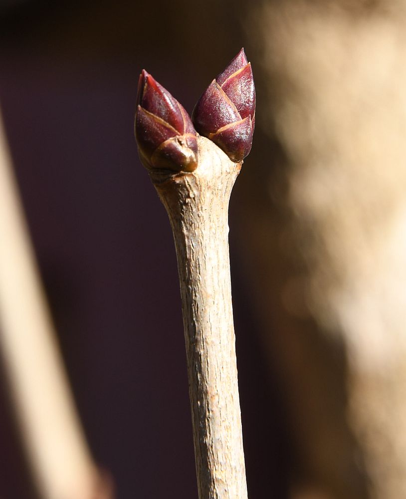 lilac bud 1 - 1000v.jpg