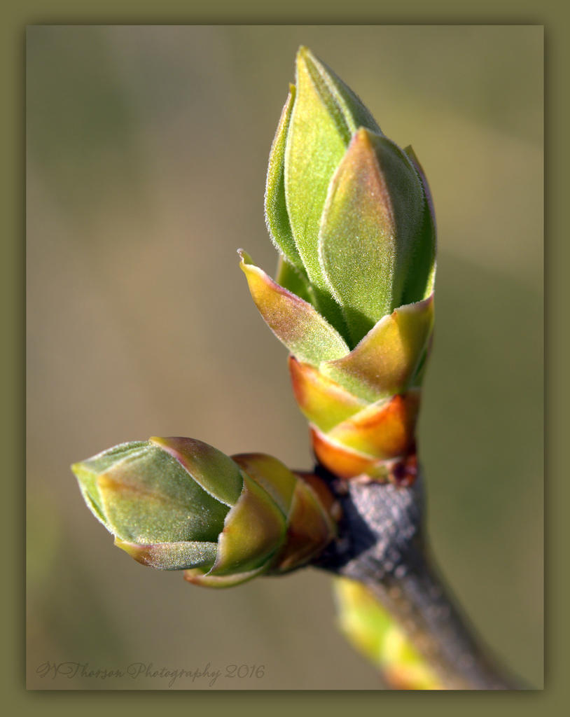 Lilac Bush Buds  3-26-2016.jpg
