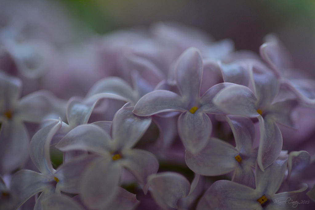 Lilacs copy.jpg