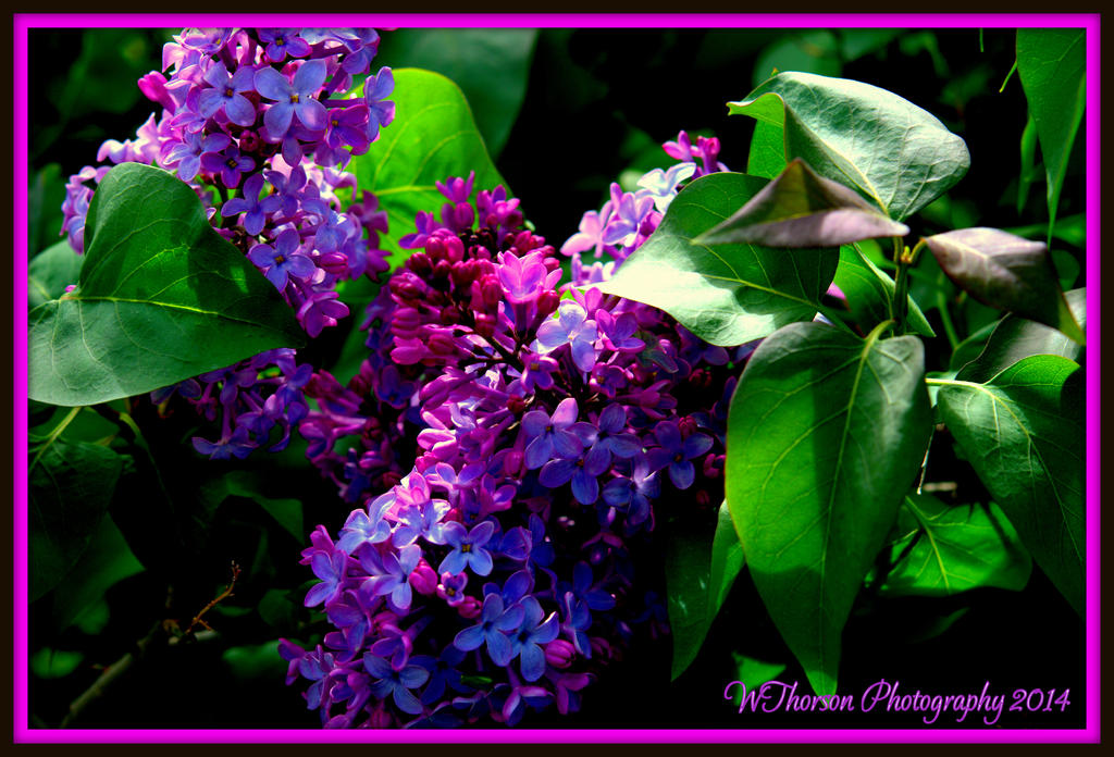 Lilac's.jpg