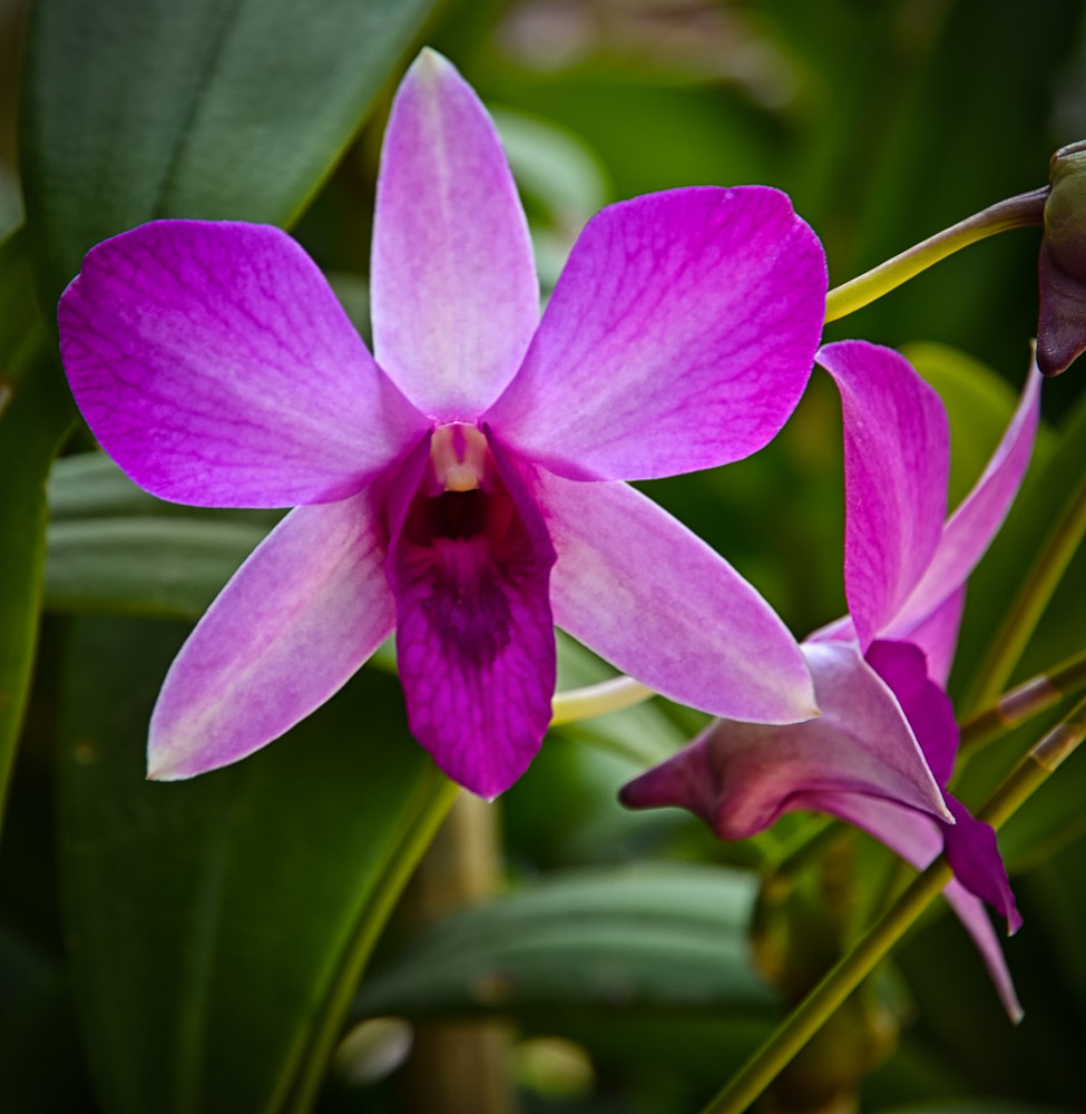 liliblume-1.jpg
