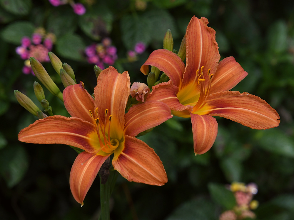 Lilies.jpg