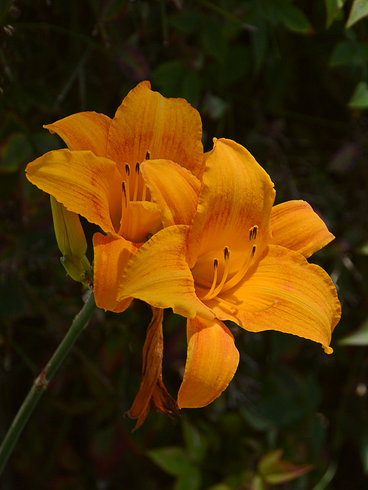 Lilies.jpg