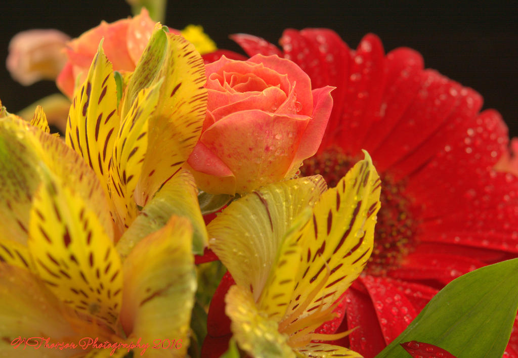 Lilies, Roses, and Gerbera 11-21-2016.jpg