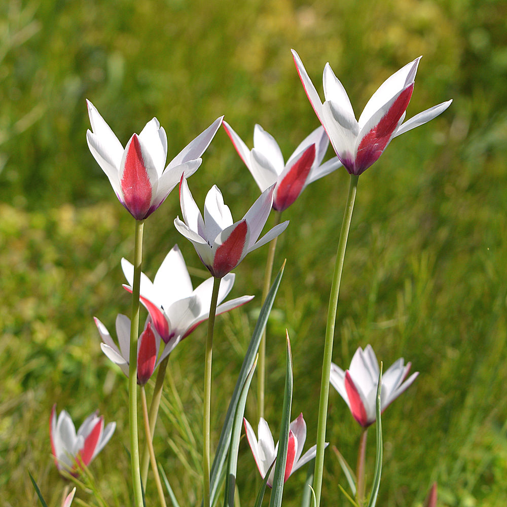 Lilies2.jpg