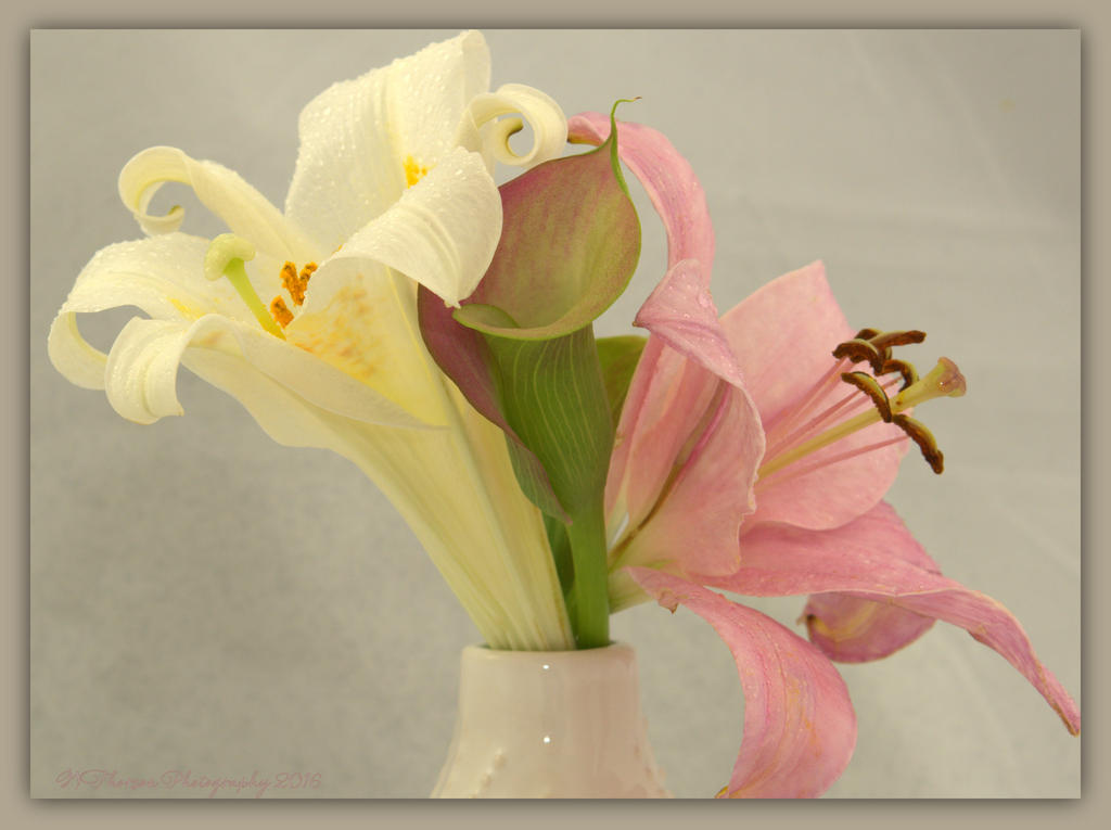 Lillies 4-5-2016.jpg