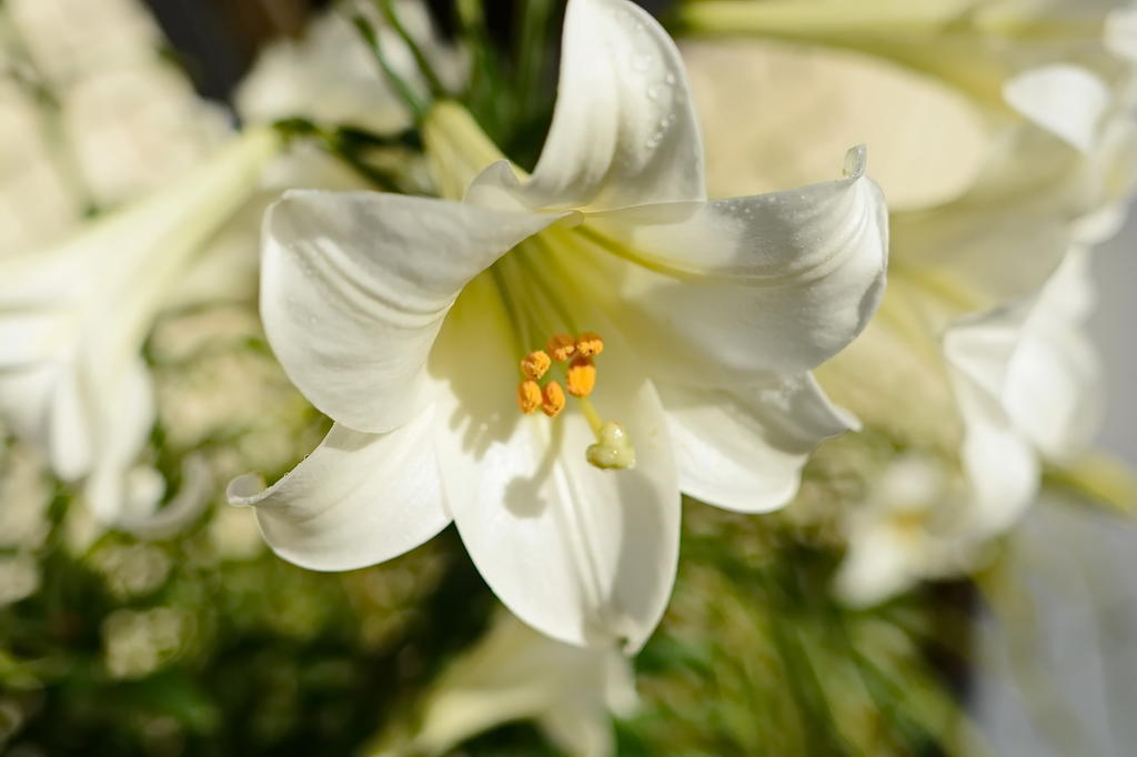 Lilly.02.jpg