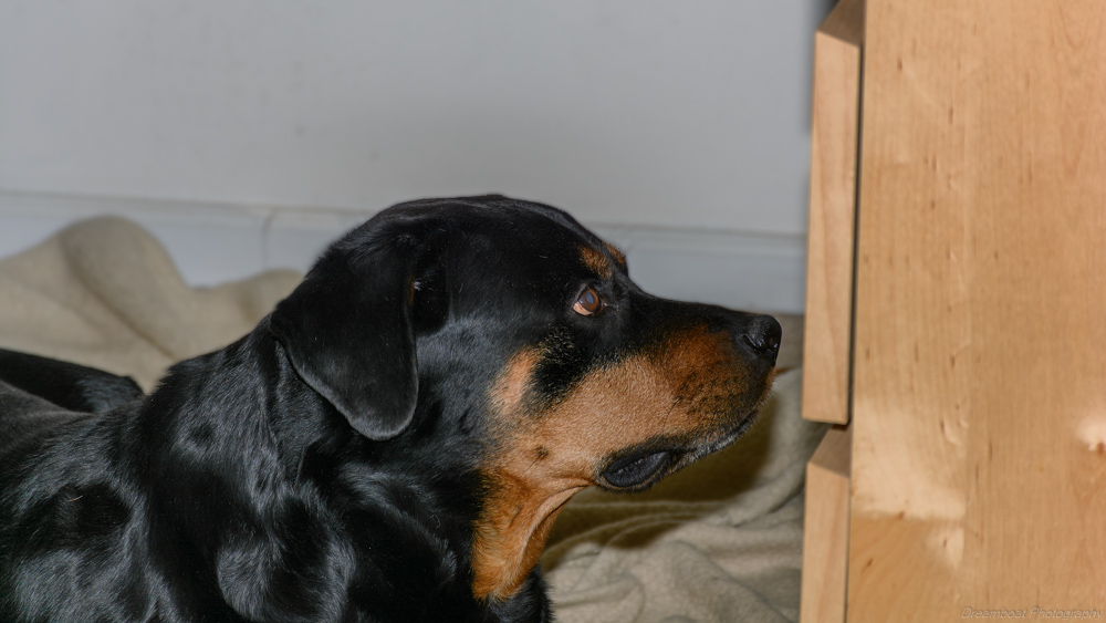 Lilly--2.jpg
