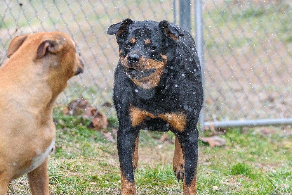 Lilly & Max-.jpg