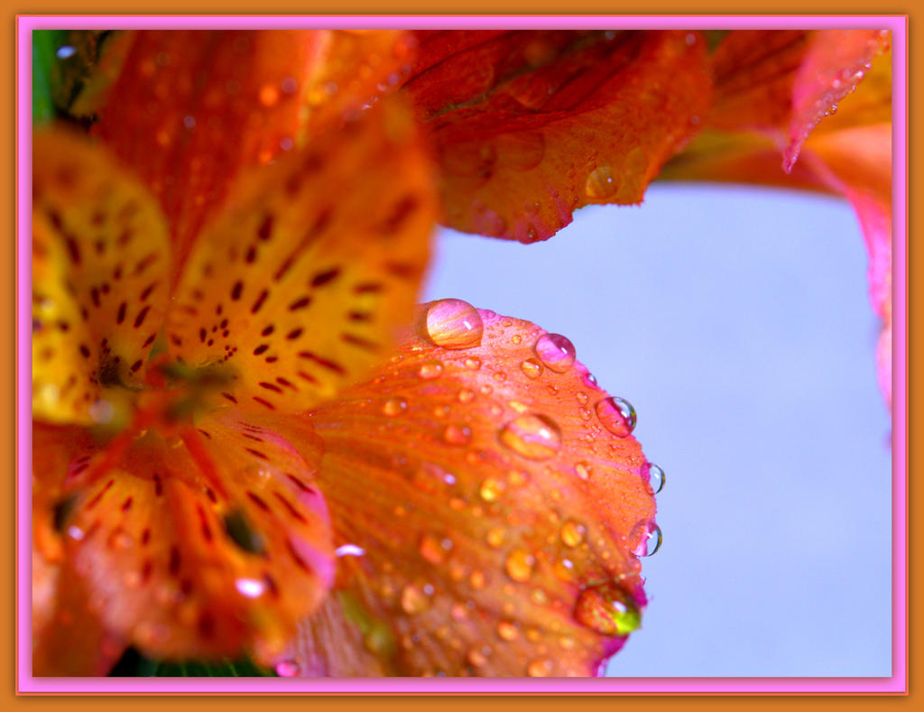 Lilly with Water Drops.jpg