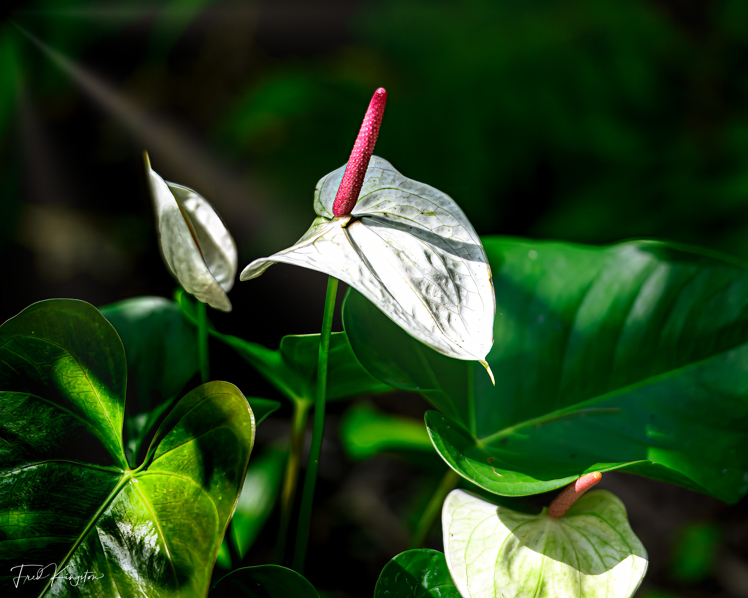 Lily-1.jpg