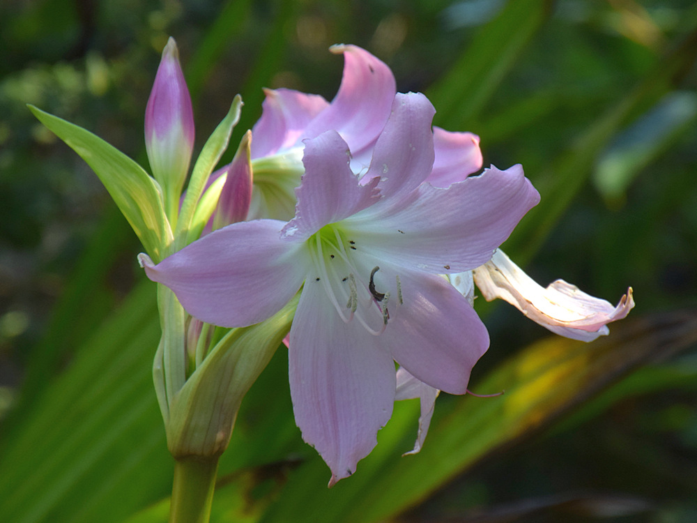 Lily2.jpg