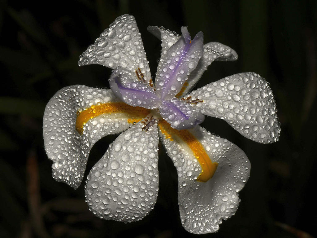 Lily2.jpg