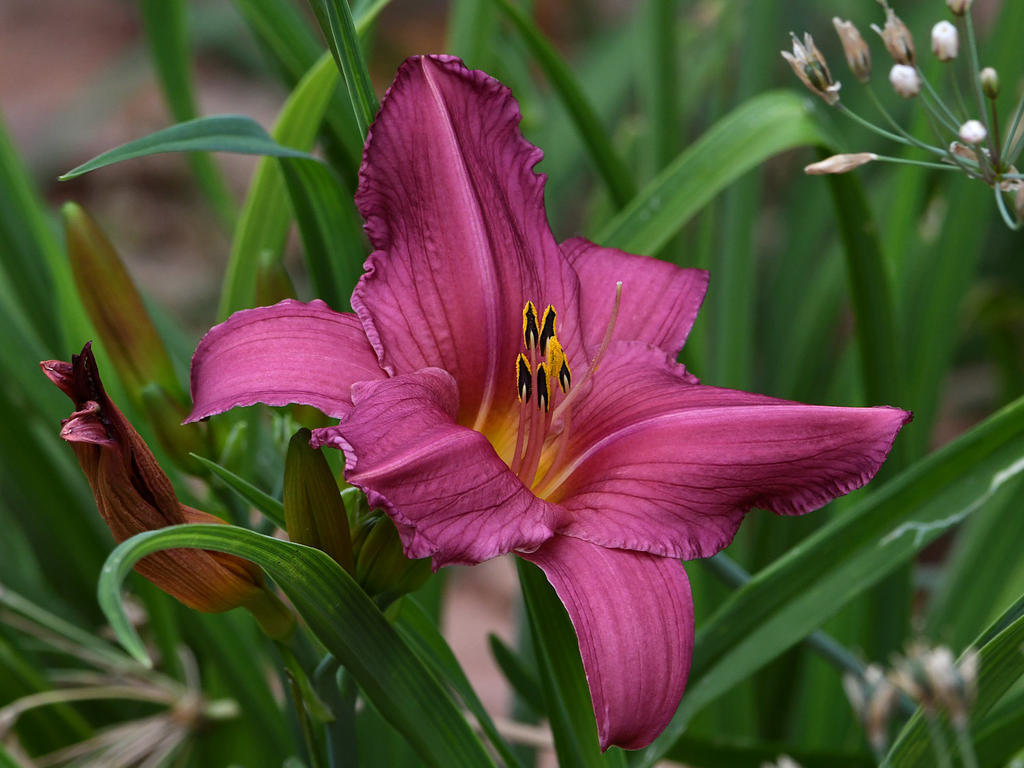 Lily3.jpg
