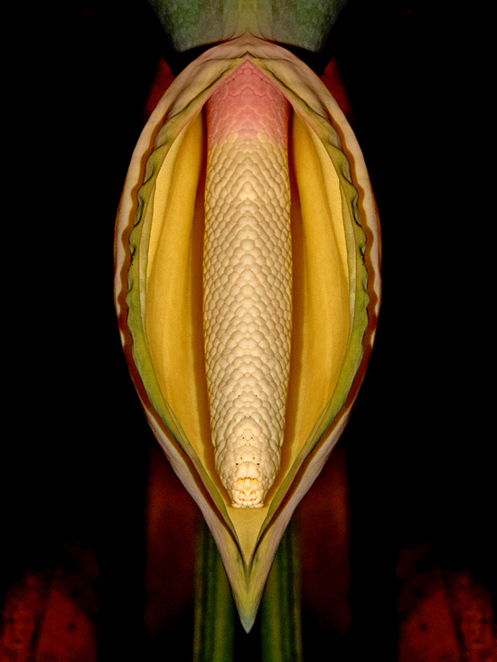 Lily3Small.jpg