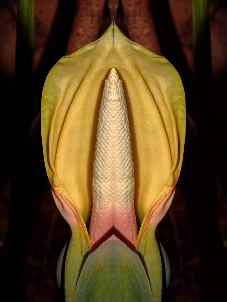 Lily5.jpg