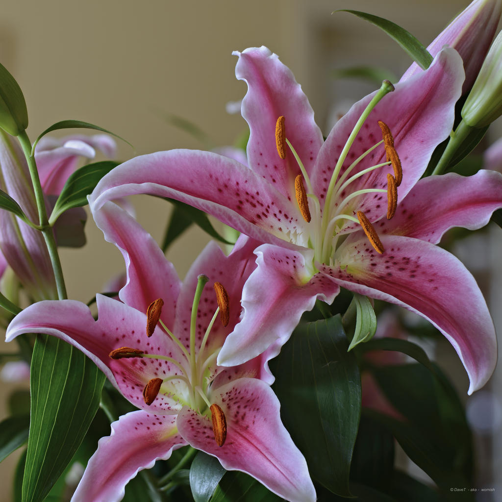 Lily_C1_2048.jpg