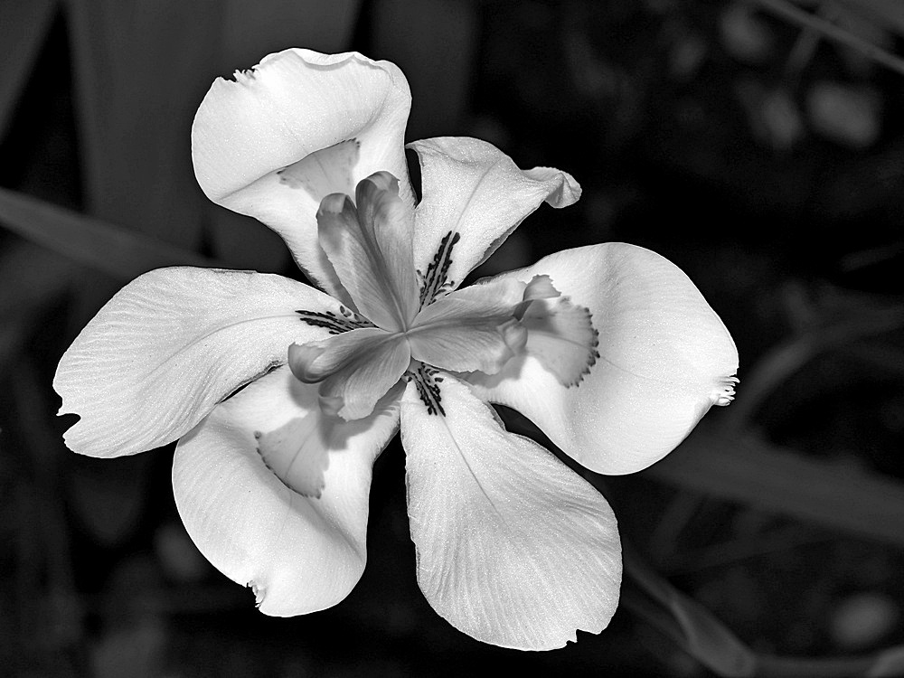 LilyBW.jpg