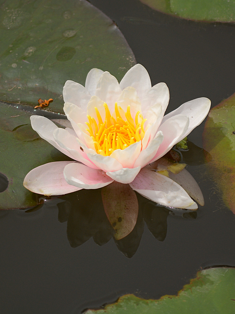 LilyPad.jpg