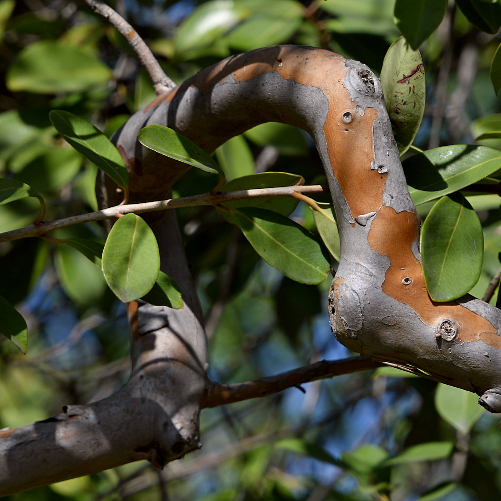 Limb.jpg