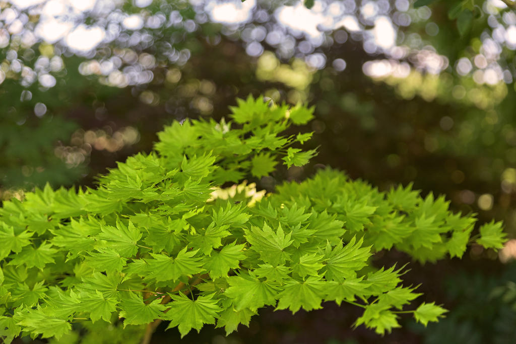 Lime-Green.jpg