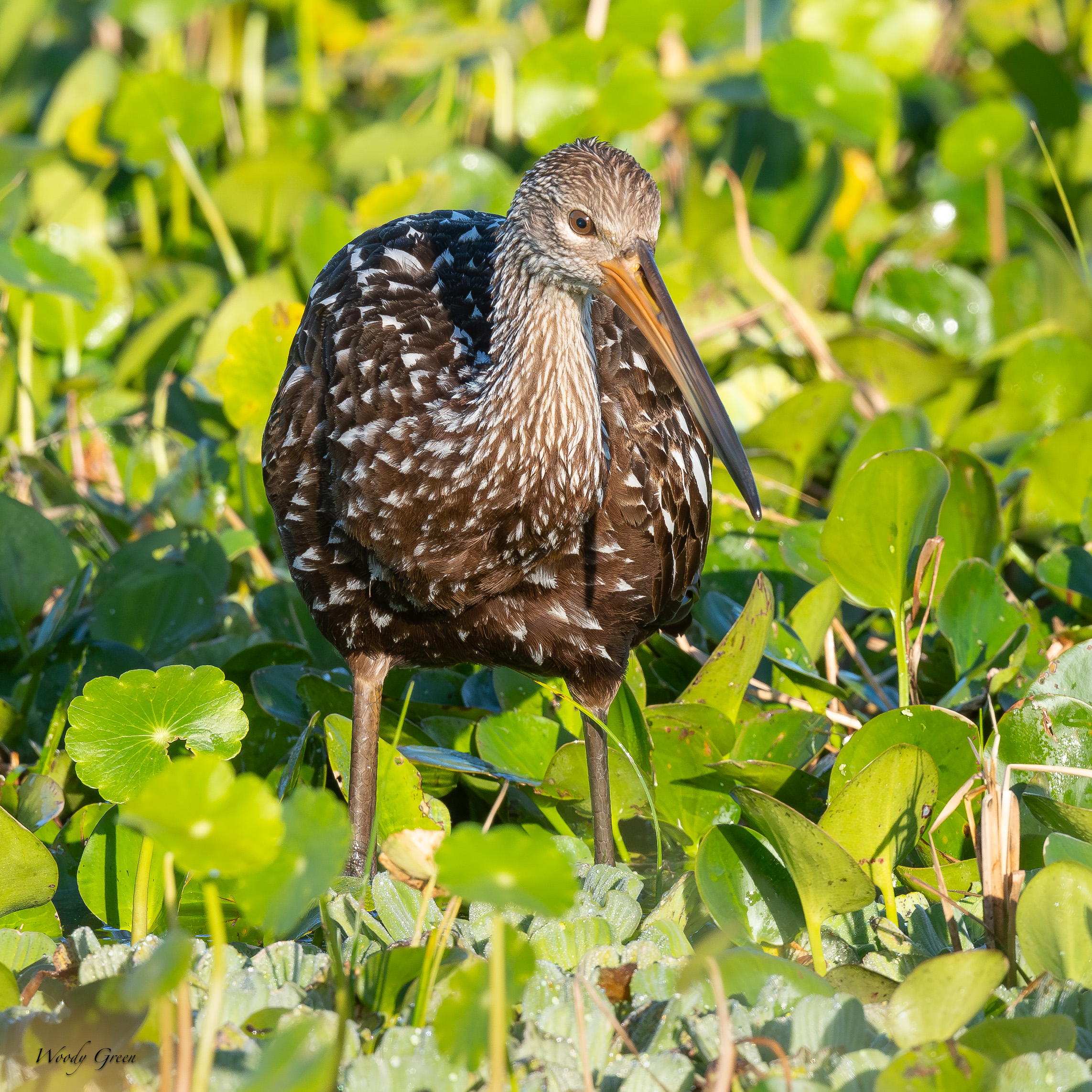 Limpkin-631.jpg