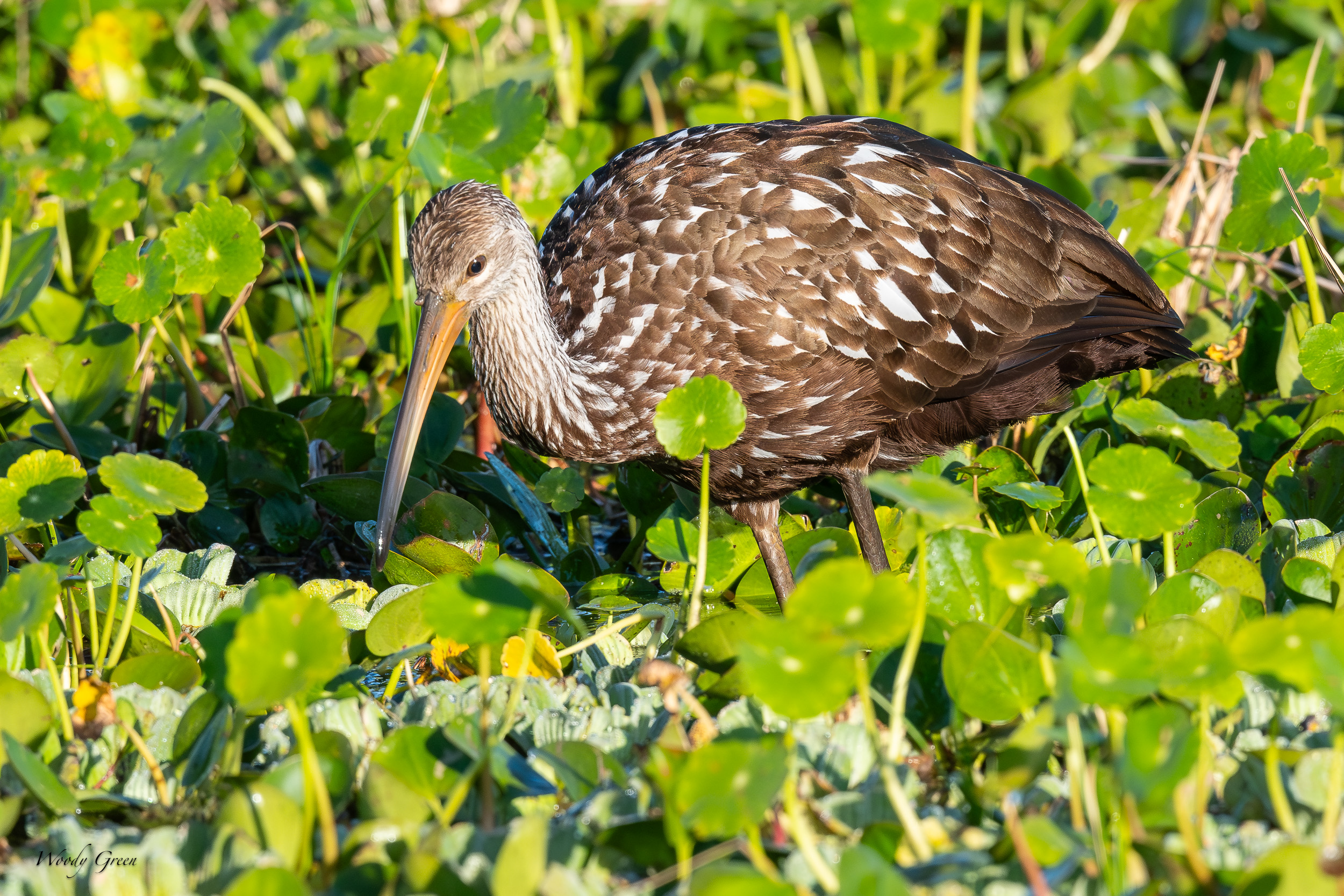 Limpkin-632.jpg