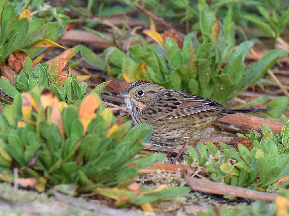 LincolnSparrow.jpg