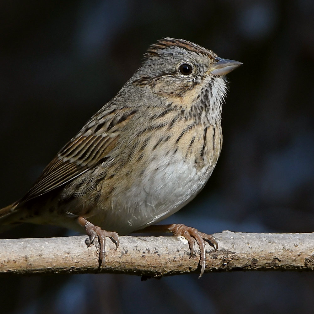 LincolnSparrow4.jpg
