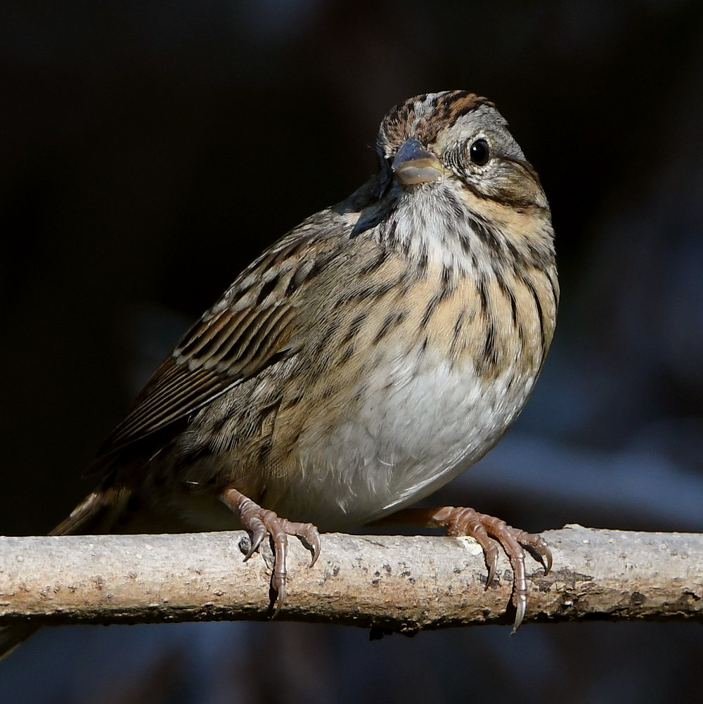 LincolnSparrow6.jpg