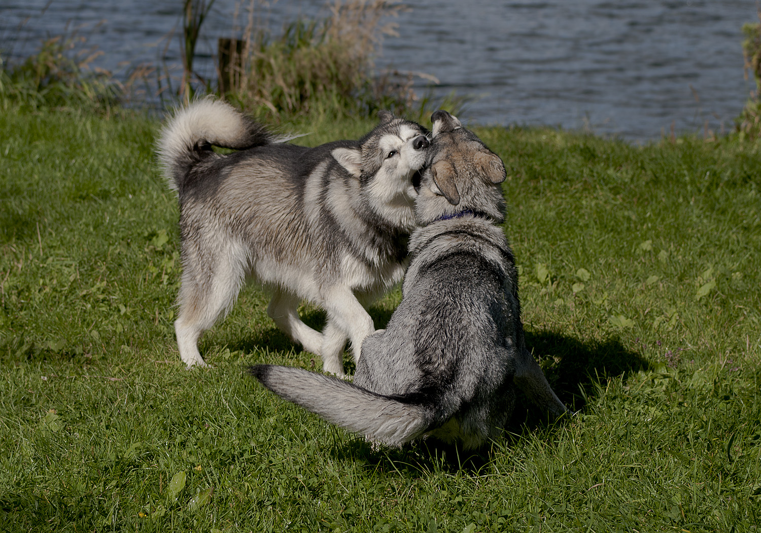 Linka lake 9.jpg