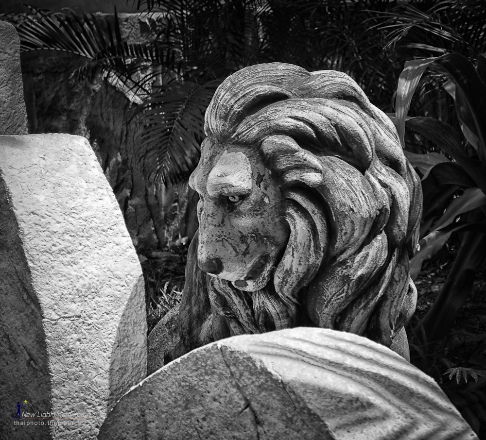 lion-1.jpg