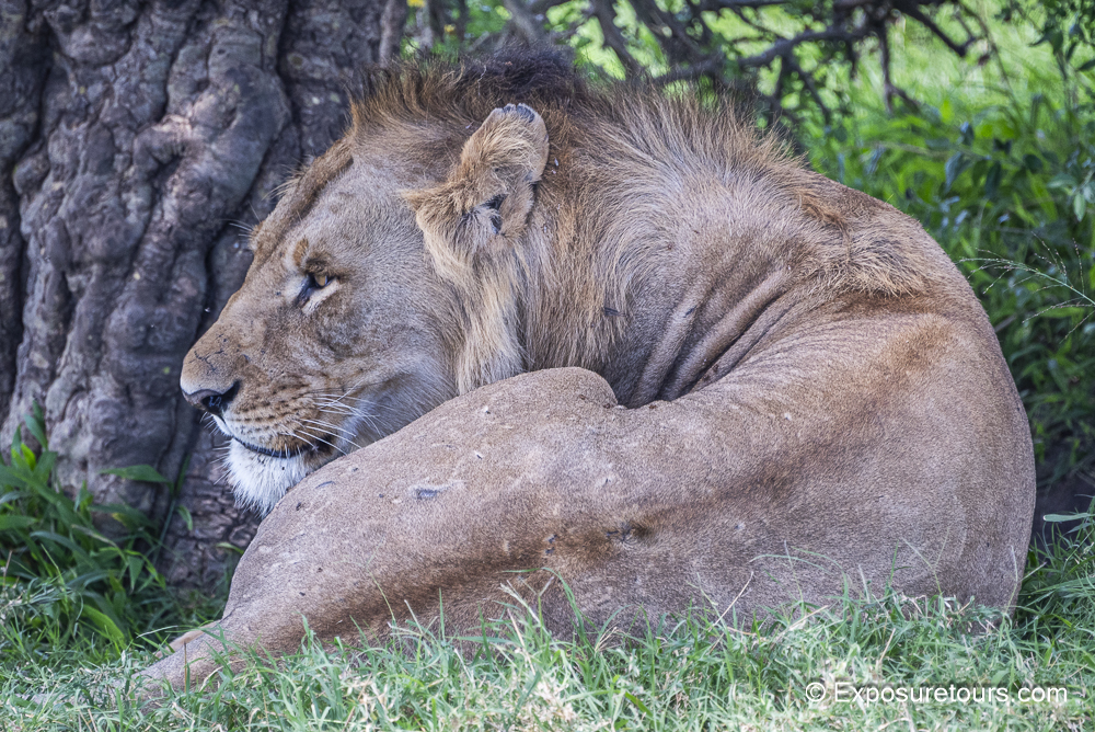 lion curved photo safari.JPG