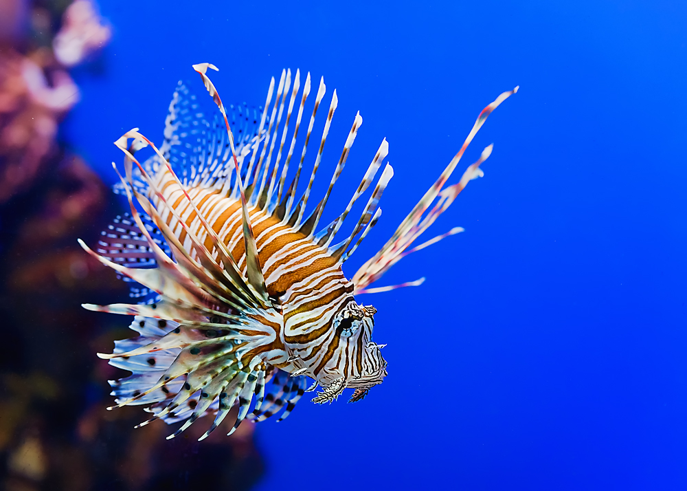 Lion Fish.jpg