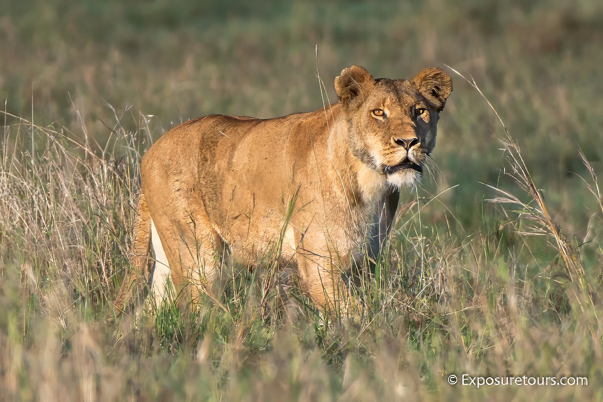 lion golden light1.jpg