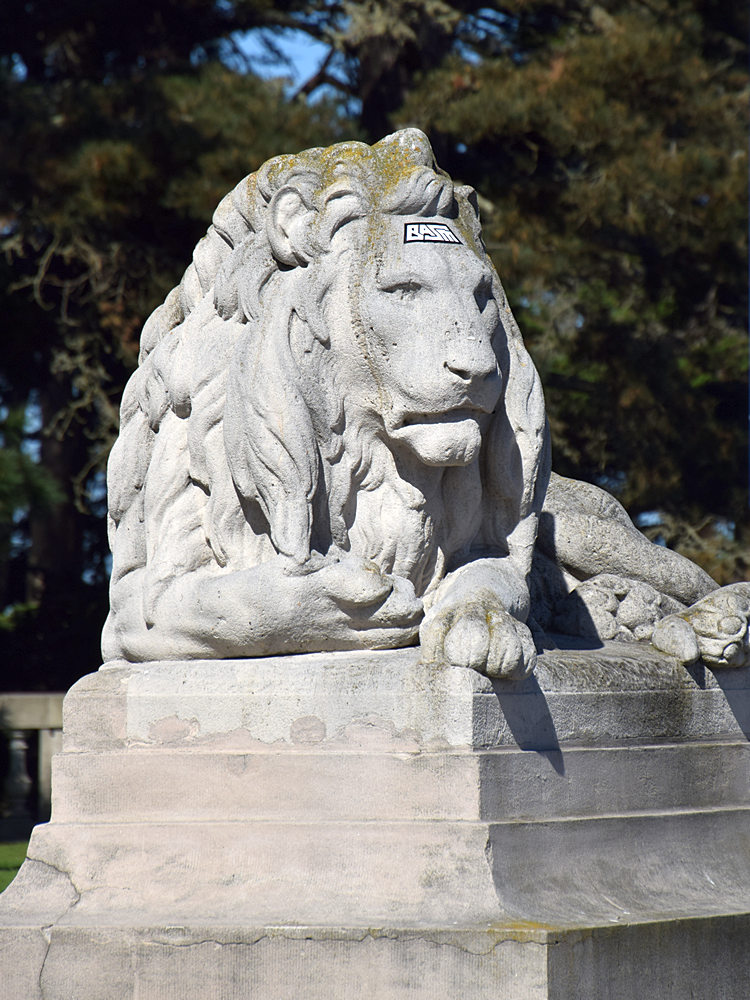 Lion.jpg