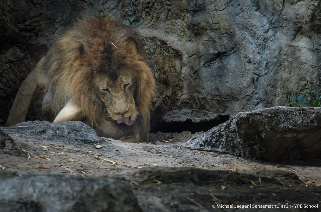 lion.jpg