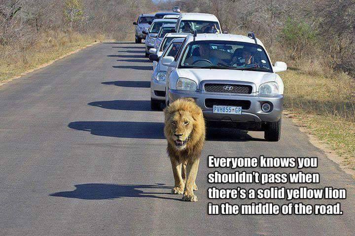 lion.jpg
