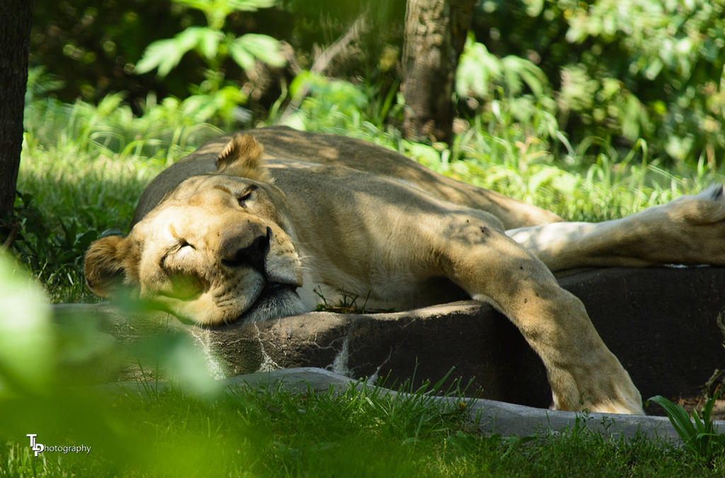 LIon KC Zoo.jpg