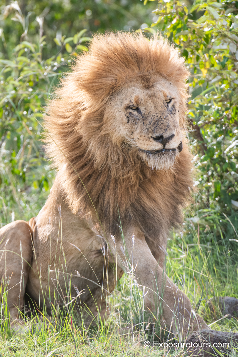 lion  king et.jpg