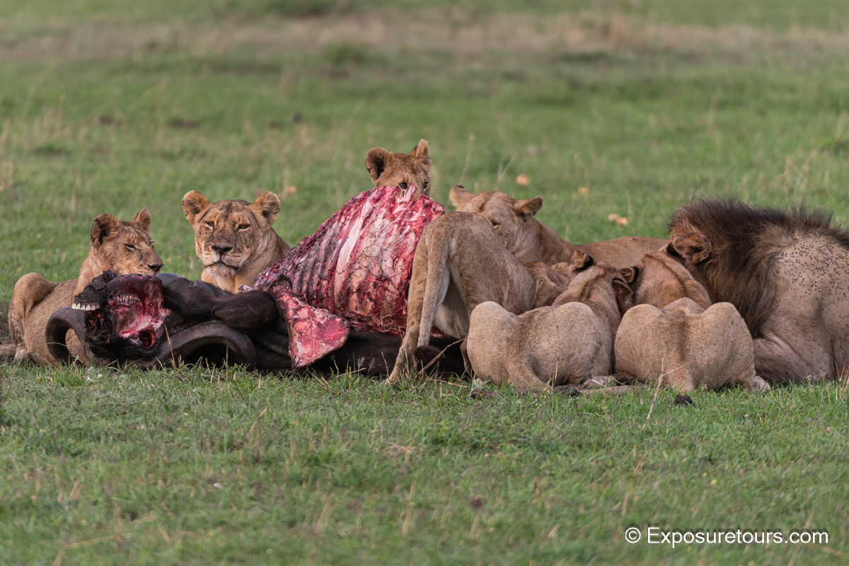 Lion pride eating buffalo.JPG