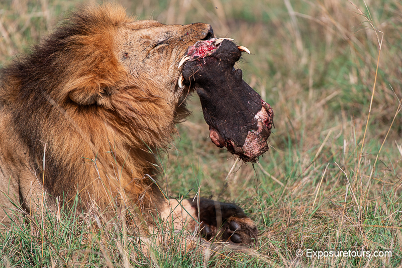 lion with breakfast 1.jpg
