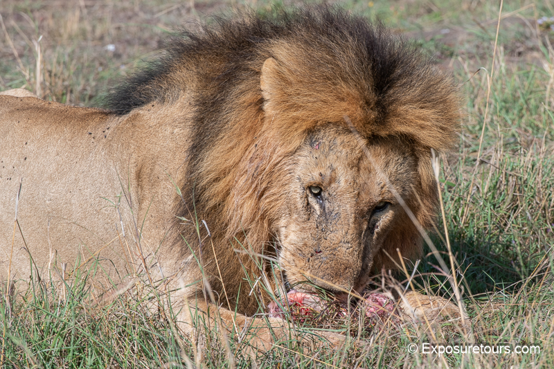 lion with breakfast 3.jpg