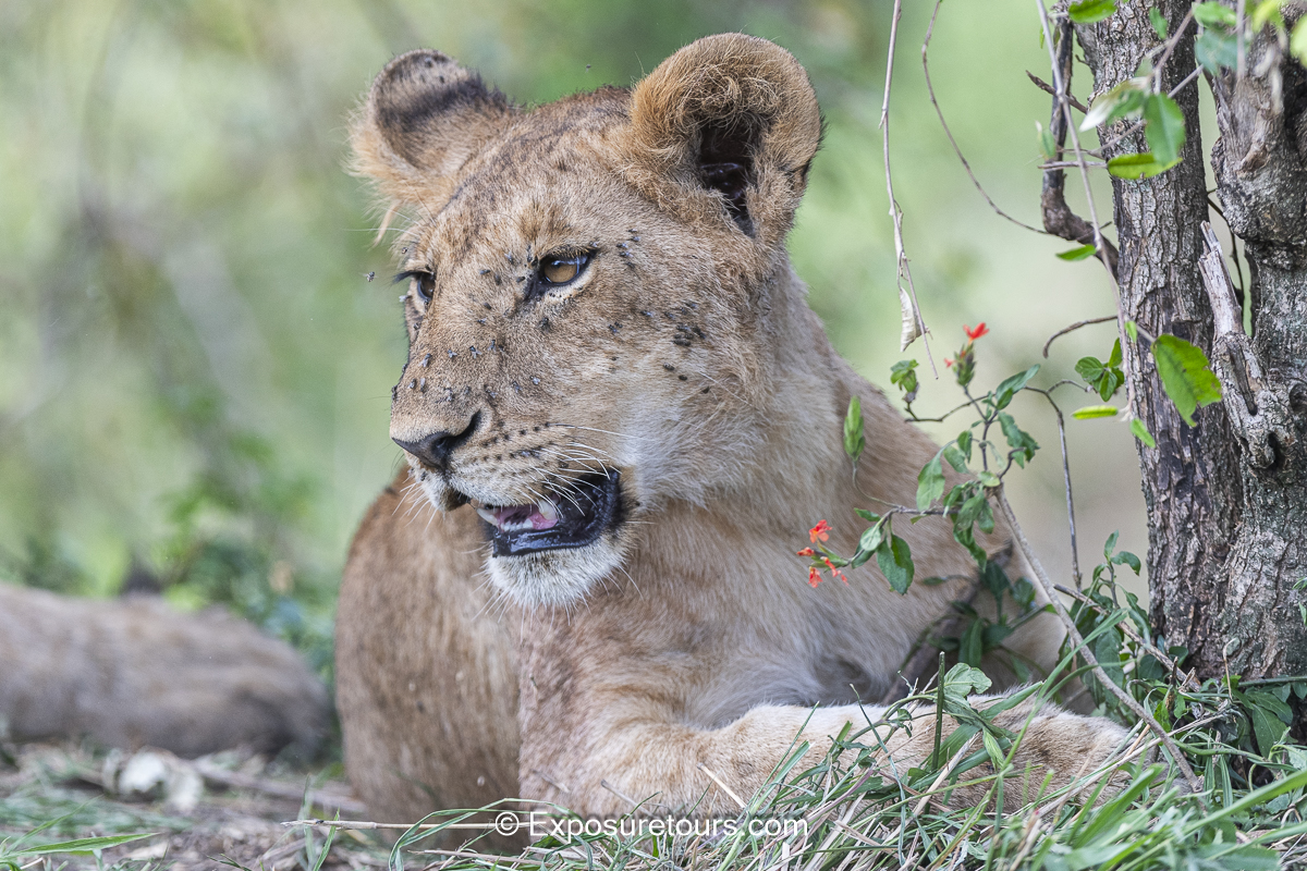 lioness pose  photo safari exposure tours.JPG
