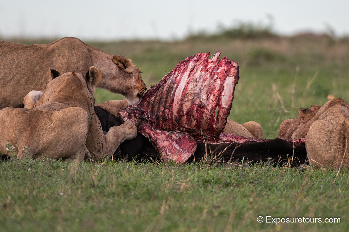 Lions with kill.JPG