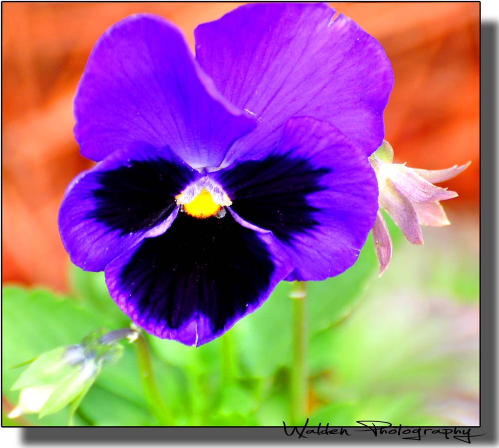 Little Blue Flower 1.jpg