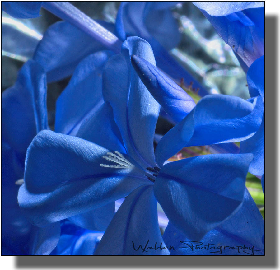 Little Blue Flower 4.jpg