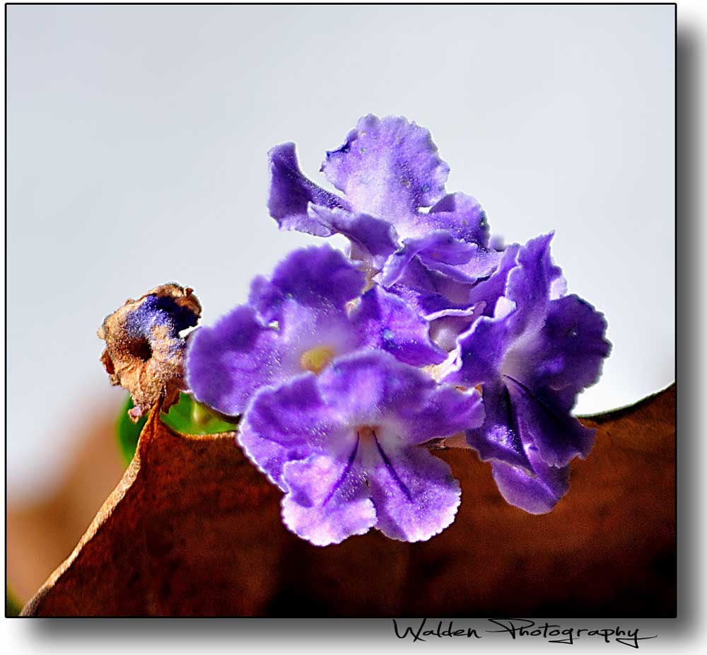 Little-Flower_02.jpg