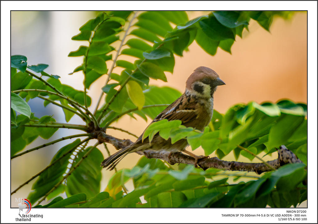 little-guy-in-the-bush-1-2.jpg